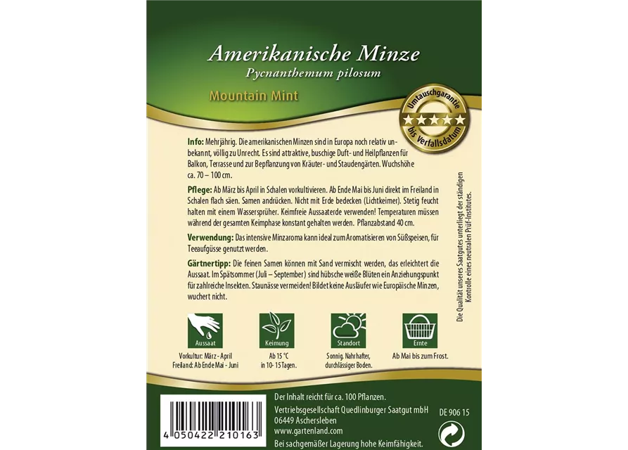 Amerikanische Minze-Samen 'Mountain Mint'