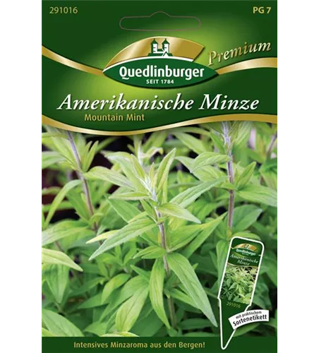 Amerikanische Minze-Samen 'Mountain Mint'