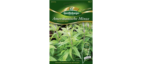 Amerikanische Minze-Samen 'Mountain Mint'