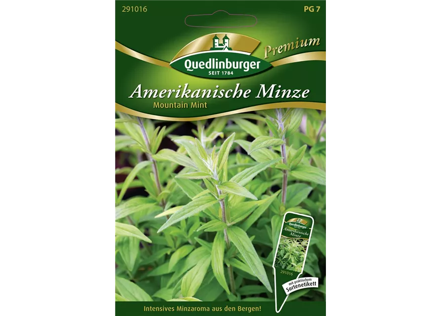 Amerikanische Minze-Samen 'Mountain Mint'