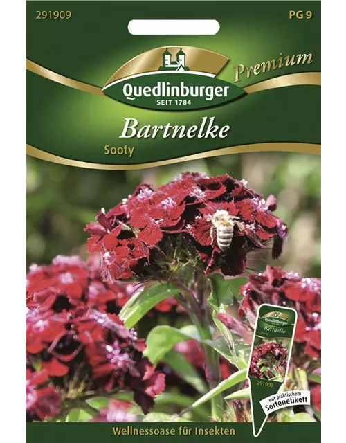 Bartnelkensamen 'Sooty'