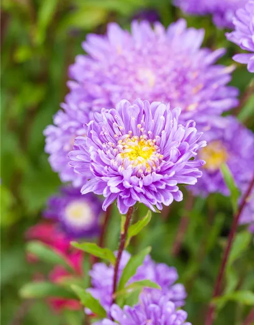 Gartenastersamen 'Pompon'