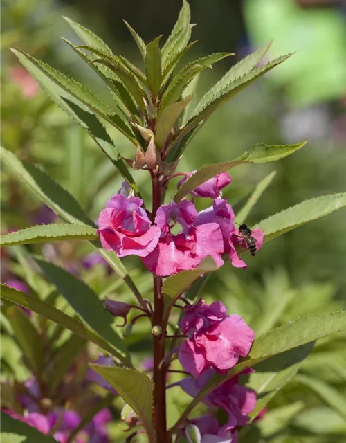 Garten-Balsamine-Samen