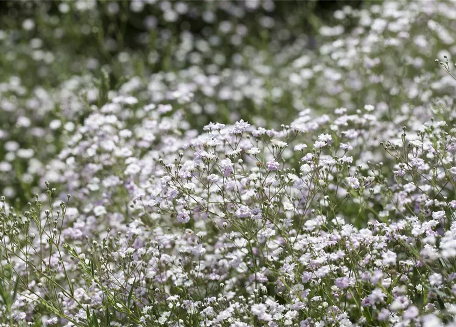 Garten-Schleierkraut-Samen