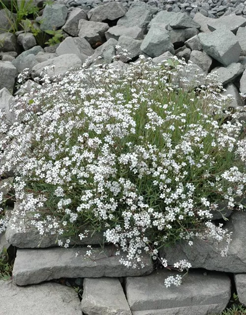 Garten-Schleierkraut-Samen