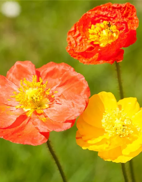 Island-Mohn-Samen