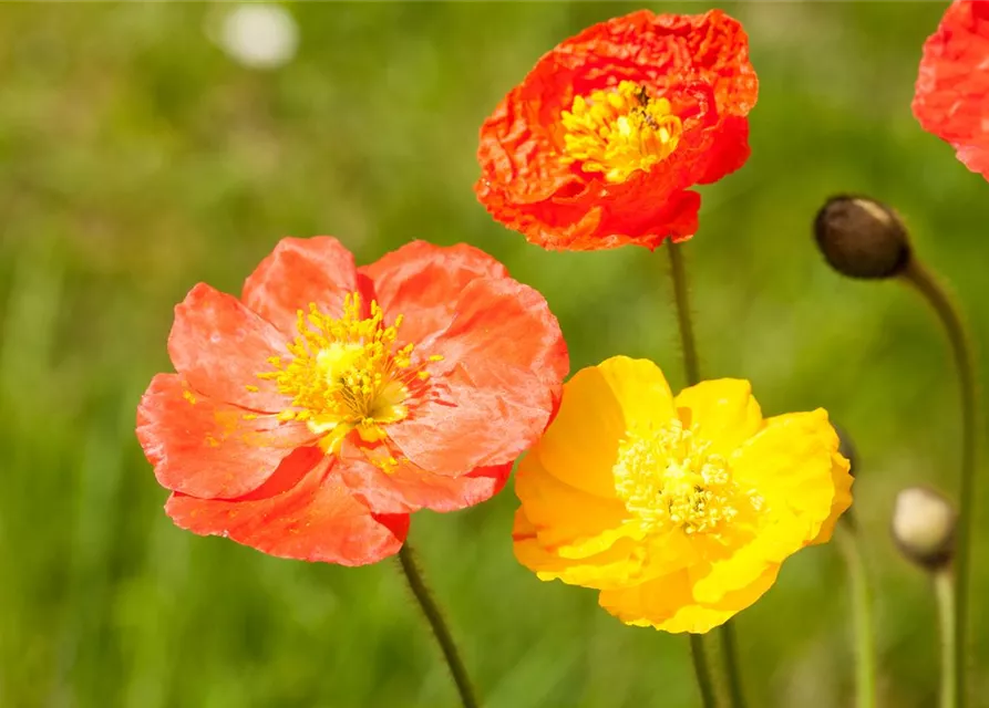 Island-Mohn-Samen