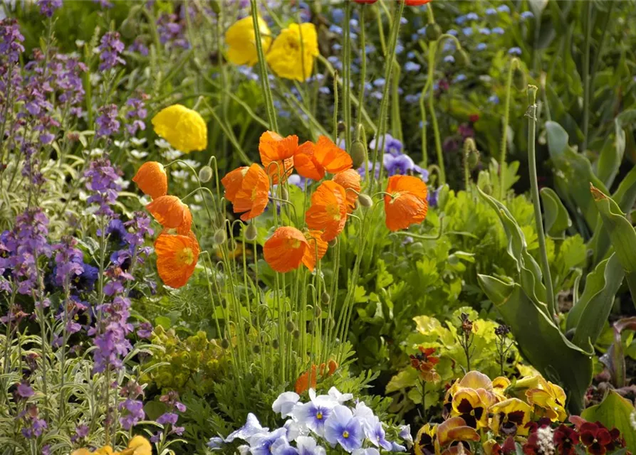 Island-Mohn-Samen