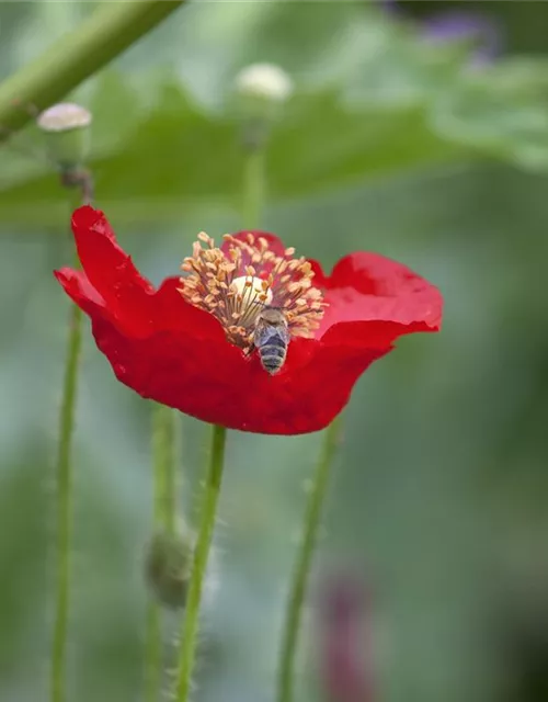 Klatsch-Mohn-Samen