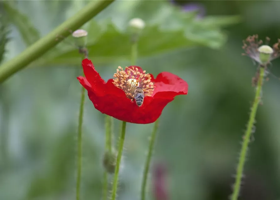 Klatsch-Mohn-Samen