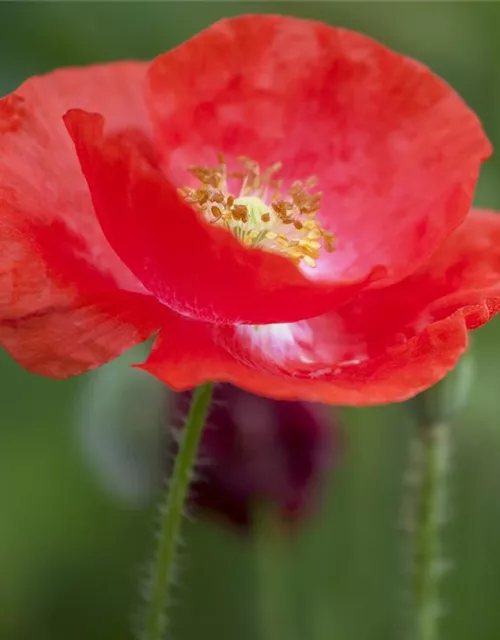 Klatsch-Mohn-Samen