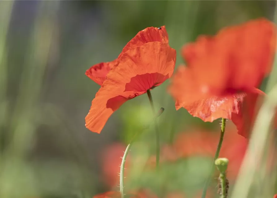 Klatsch-Mohn-Samen