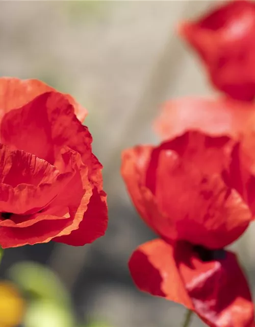 Klatsch-Mohn-Samen