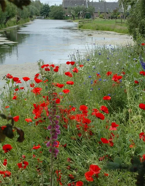 Klatsch-Mohn-Samen