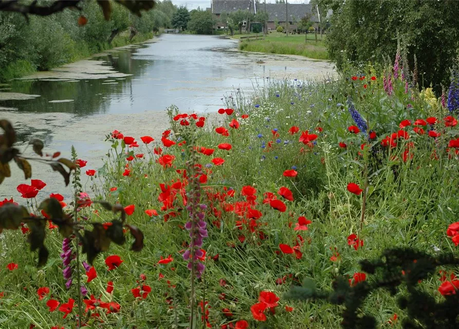 Klatsch-Mohn-Samen