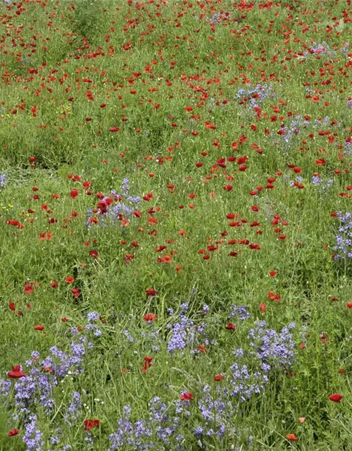 Klatsch-Mohn-Samen