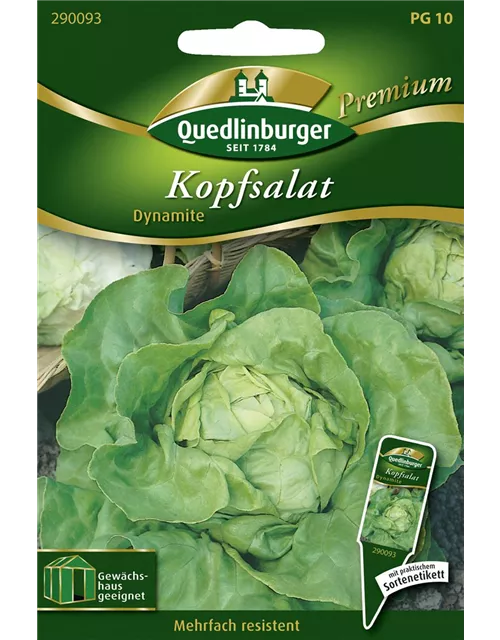 Kopfsalat 'Dynamite'