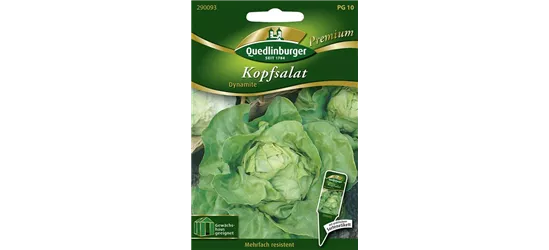 Kopfsalat 'Dynamite'