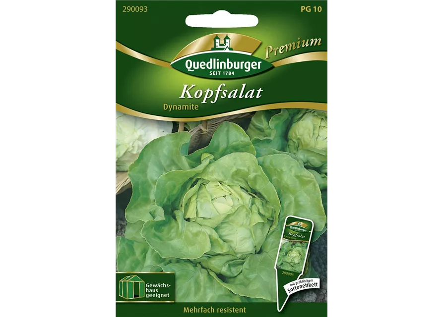 Kopfsalat 'Dynamite'