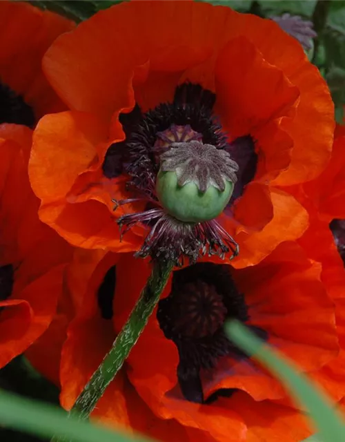 Orientalischer Mohn-Samen 'Brillant'