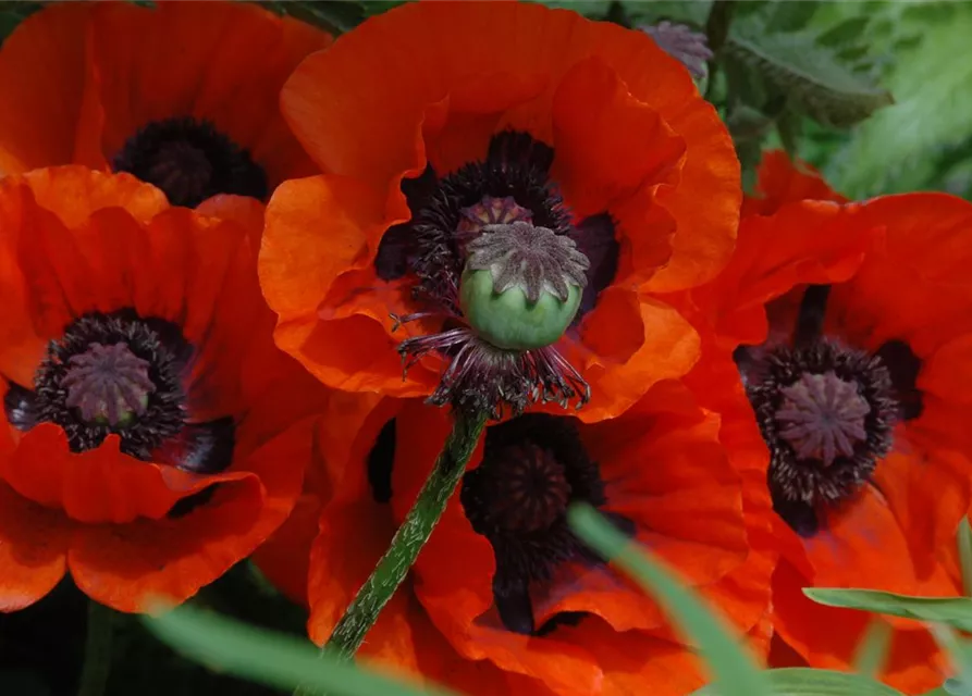 Orientalischer Mohn-Samen 'Brillant'