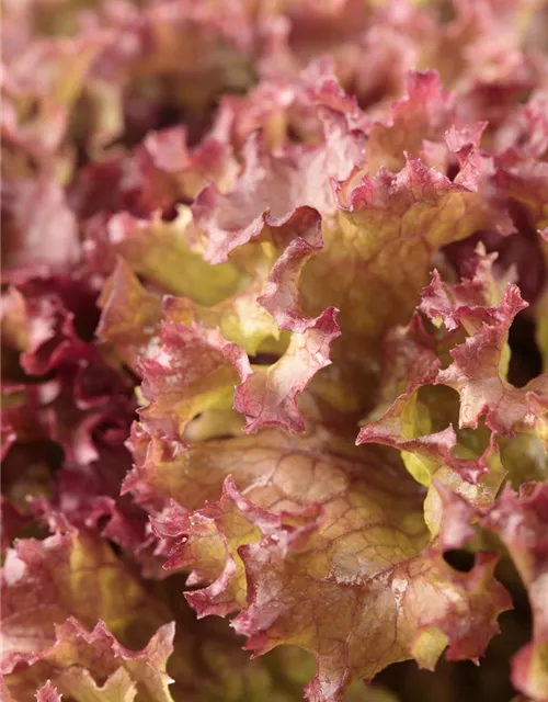 Pflücksalatsamen 'Lollo rosso'