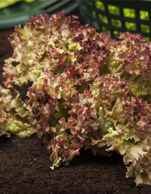 Pflücksalatsamen 'Lollo rosso'