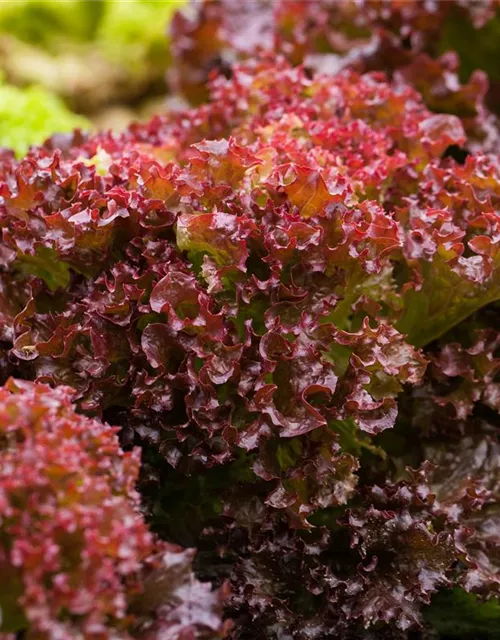 Pflücksalatsamen 'Lollo rosso'