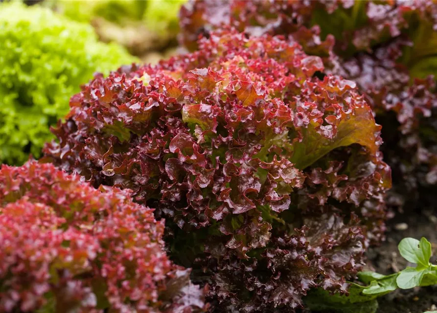 Pflücksalatsamen 'Lollo rosso'