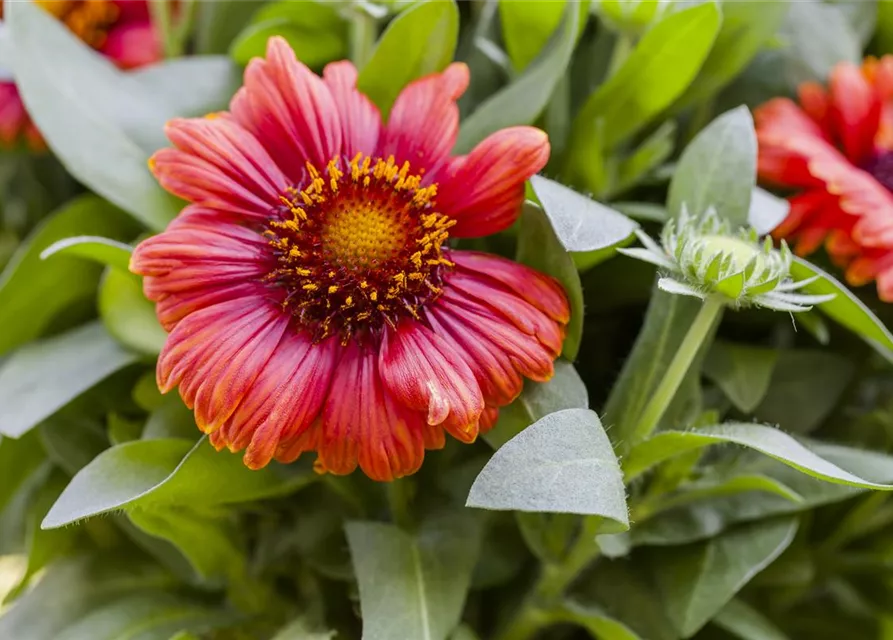 Prärie-Kokardenblume-Samen