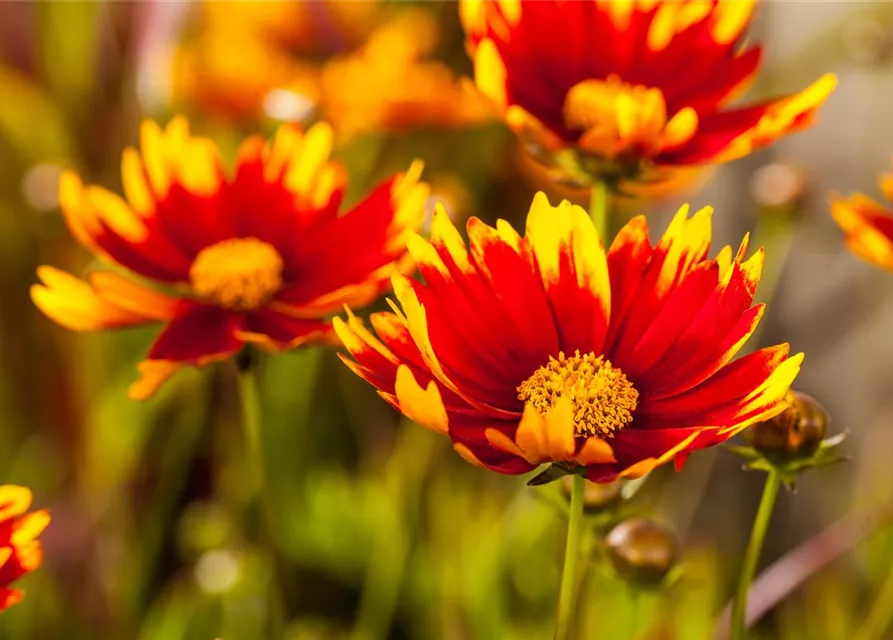 Prärie-Kokardenblume-Samen