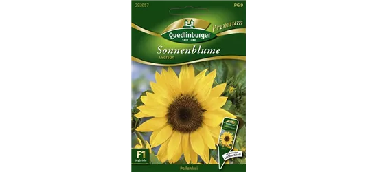 Sonnenblumennsamen 'Eversun'