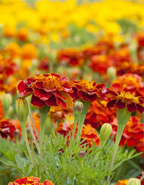 Studentenblumensamen 'Carmen'