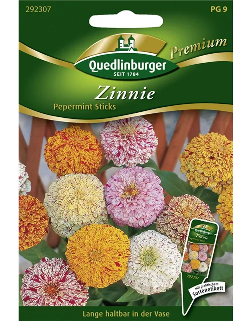 Zinniensamen 'Peppermint Stick' Mix