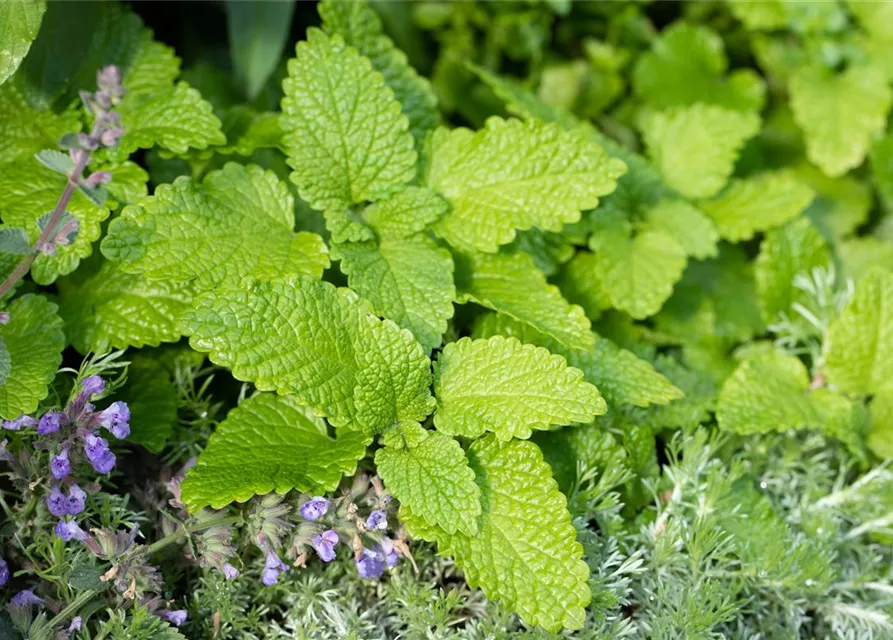 Zitronenmelissensamen 'Citronella'