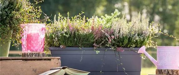 Zeitlose Schönheiten - Altbewährte Gartengestaltung mit Heide