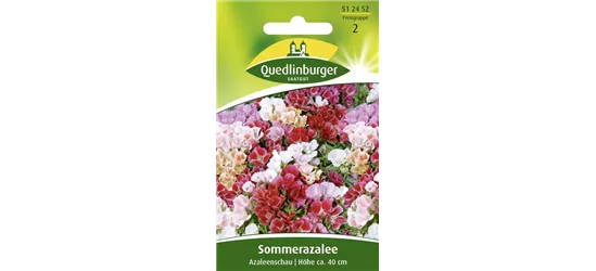 Sommerazaleensamen 'Azaleenschau'