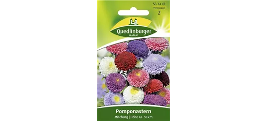 Gartenastersamen 'Pompon'