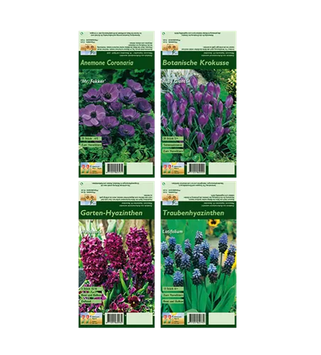 Blumenzwiebel Set 'Crazy Purple'