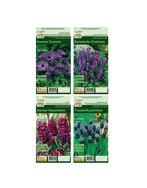 Blumenzwiebel Set 'Crazy Purple'