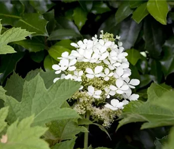 Immer eine gute Idee: Laubgehölze für die Gartengestaltung 