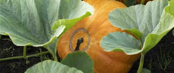 Der Herbst ist die beste Zeit für leckere und hübsche Kürbisse