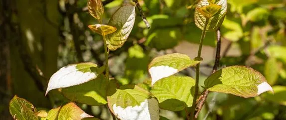 Kletterpflanzen für den eigenen Garten – das gibt es zu beachten!