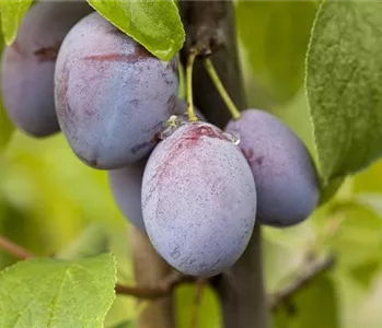 Obstbäume pflegen und leckere Snacks im eigenen Garten ernten