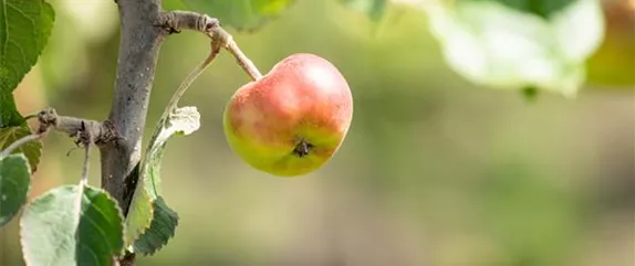 Obstbäume pflegen und leckere Snacks im eigenen Garten ernten