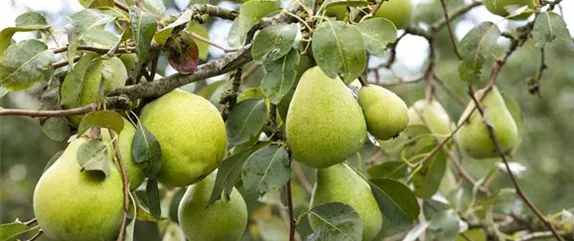 Obstbäume pflegen und leckere Snacks im eigenen Garten ernten