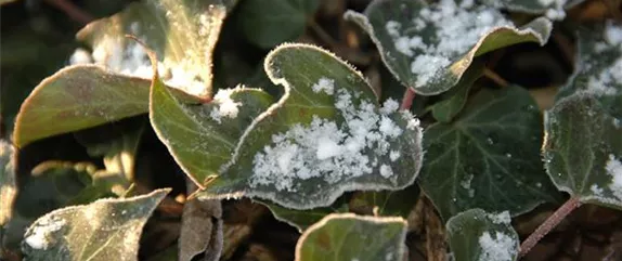 Immergrüne Pflanzen bringen Leben in den winterlichen Garten