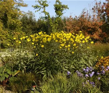 Langlebige Sonnenstauden für den Garten