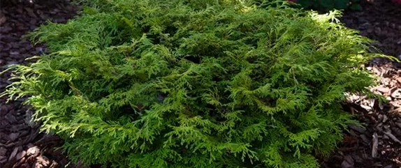 Immergrüne Pflanzen bringen Leben in den winterlichen Garten