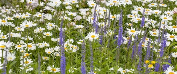 Langlebige Sonnenstauden für den Garten